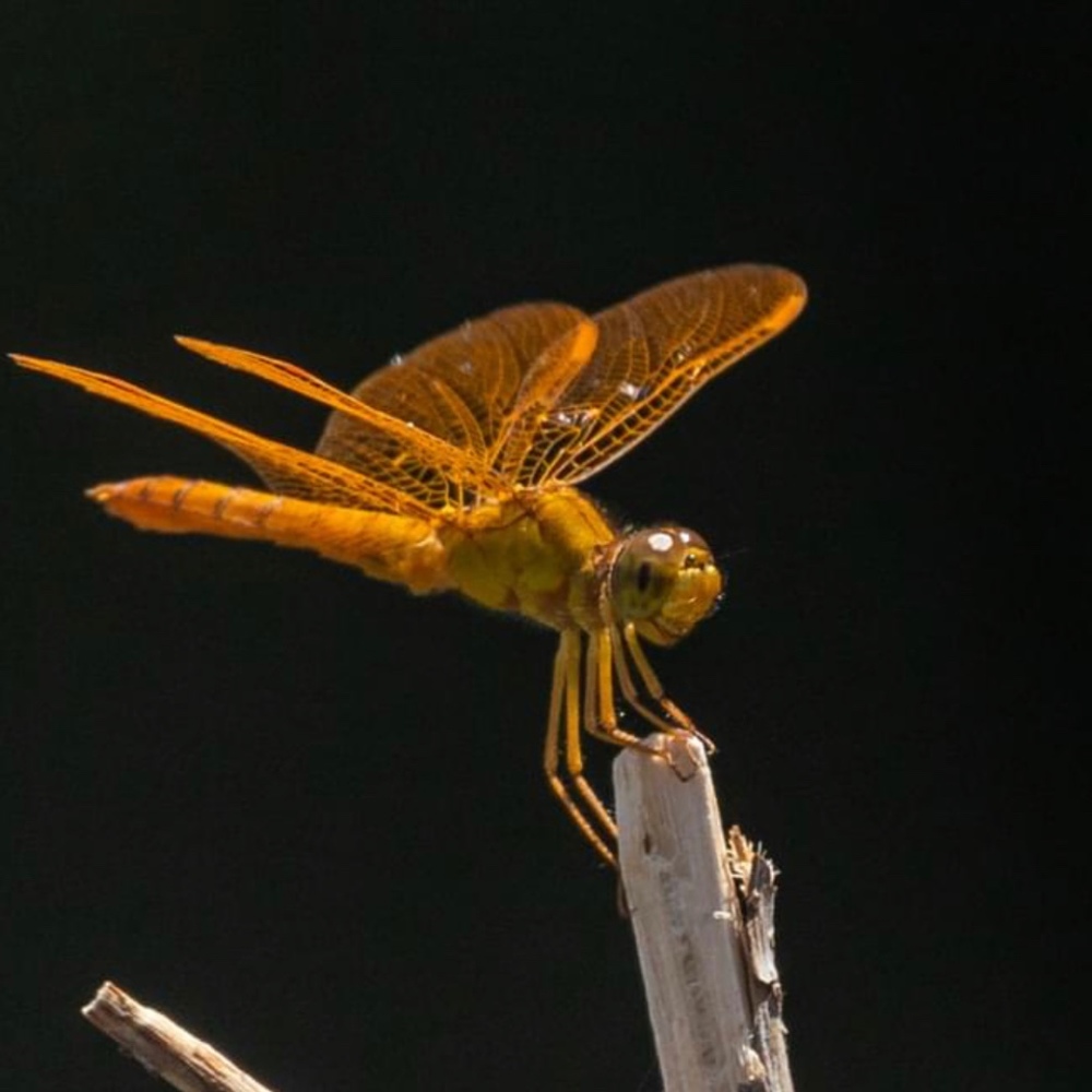 Meet your Posher, Posh